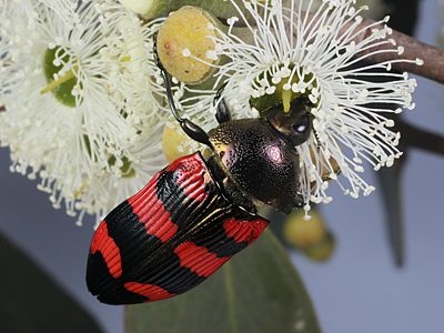 Castiarina alternozona, PL3502, female, on Eucalyptus obliqua (for photo), SL
